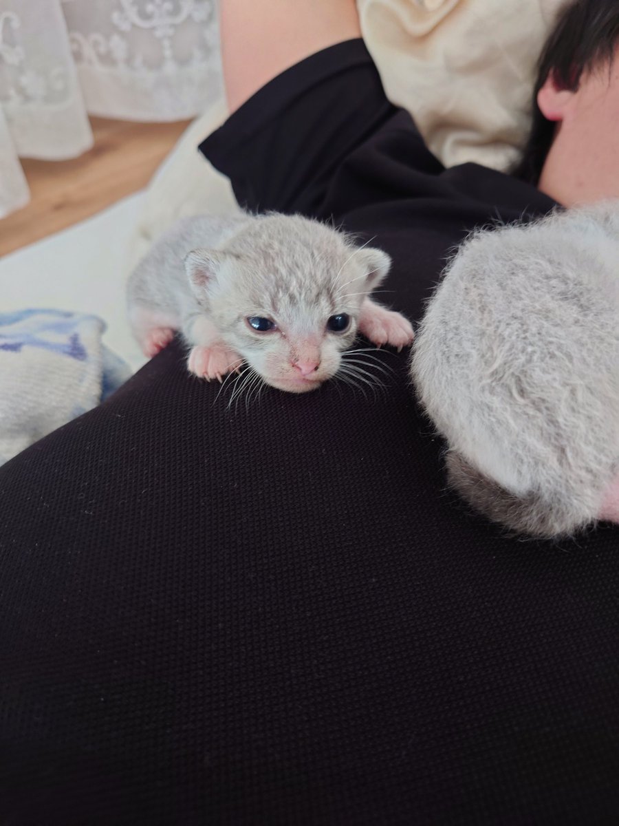 1匹追加された模様