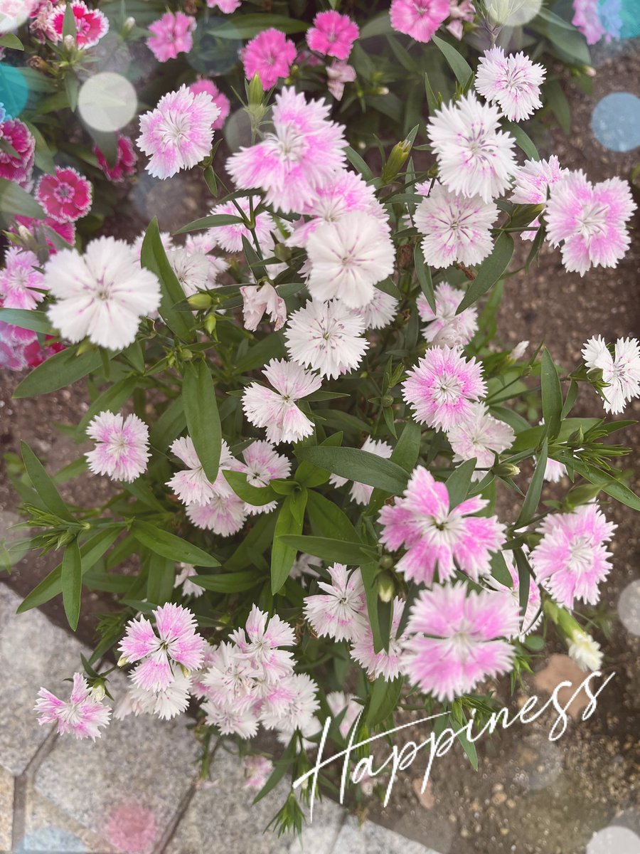 <a href="/takeshima_staff/">竹島宏 Hiroshi Takeshima【公式】</a> こんにちは😊

たくさんの素敵な
お花に囲まれている宏さんを
拝見できて
私も嬉しくなりました🥰
改めて、
お誕生日おめでとうございます🎂💖
これからも応援しています✊🏻💞

今日も暑さ厳しいので
お気をつけて
お過ごしください🍀

 #竹島宏
 #ひろネット