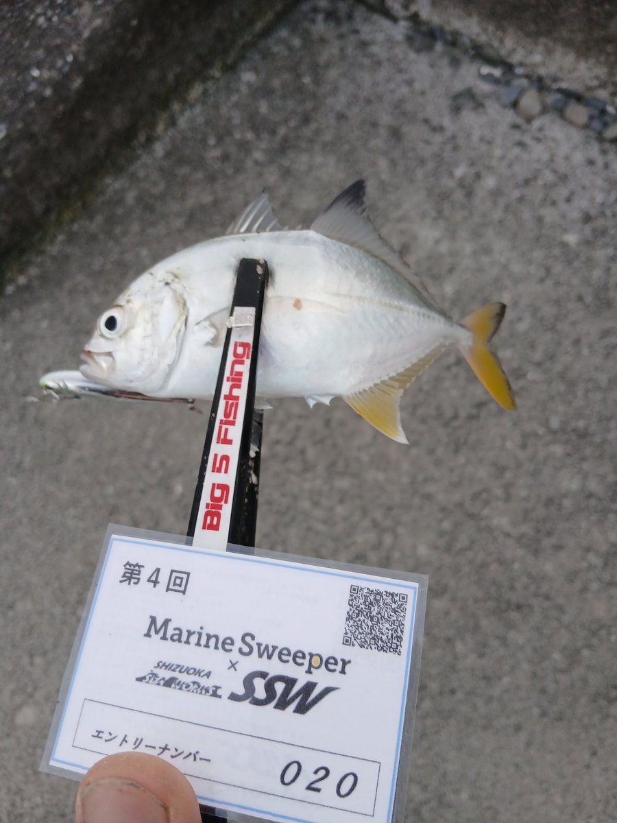 big5fishing's tweet photo. 海面ザワついてたから投げてみたら🙂
#mscup4 https://t.co/I4Gt7RH8nu