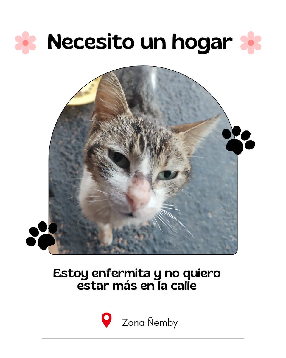 ladyvanessa91's tweet photo. 💔 NECESITA UNA OPORTUNIDAD 💔
Esta angelita viene todos los días a buscar comida frente a mi casa. Está enfermita y se nota que solo quiere cariño y un lugar seguro.
Ya tengo 2 gatitos en casa y no puedo cubrir más gastos, además en el lugar donde vivo ya no nos permiten + https://t.co/YIEBpDBq3c