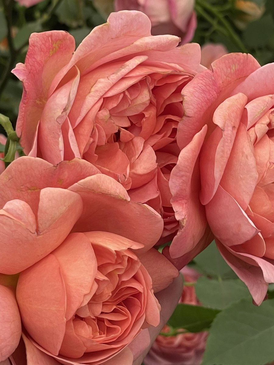 Does anyone recognize this rose? I want to buy it! #garden #rose #flower #GardensHour #GardenersWorld