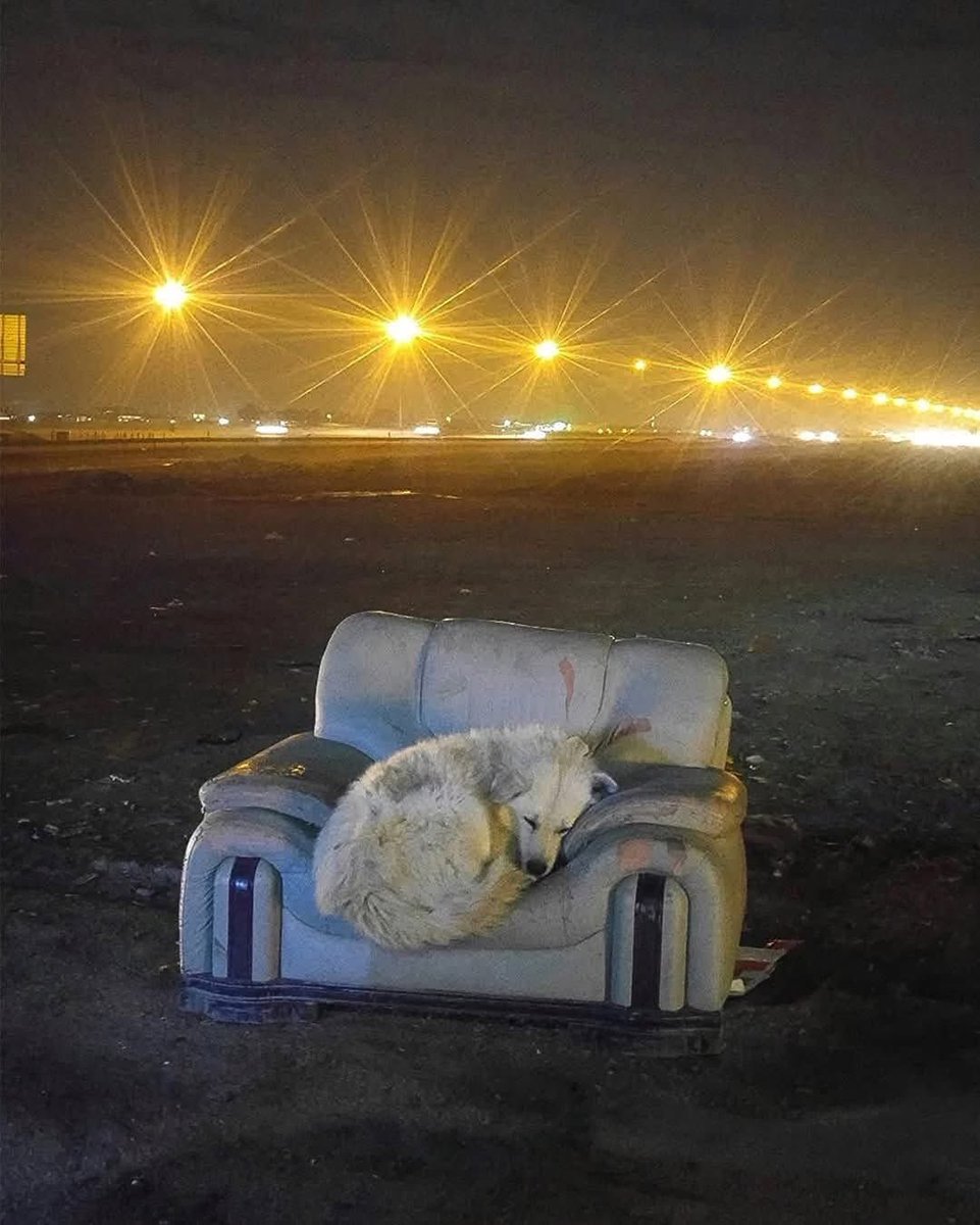 This photo from Iran shows a dog sleeping alone by the highway. One glance and you feel the weight of his silence—the pain, the loneliness, the life he never chose.