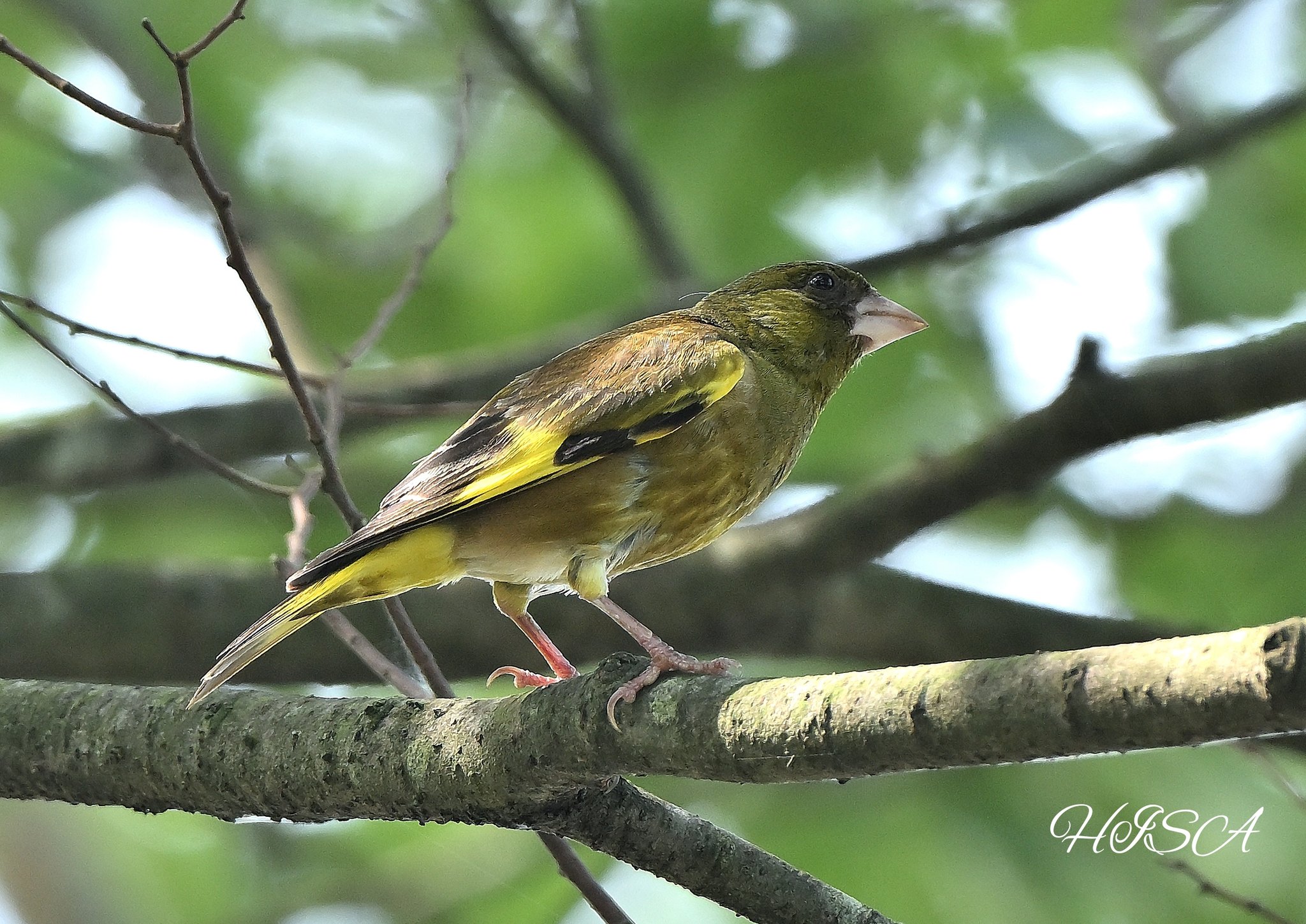 松葉花鳥 20221231-20221231-_DSC7831.jpg