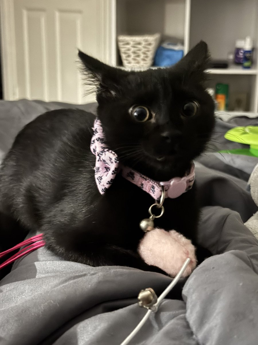 just quit valorant and get a kitty guys