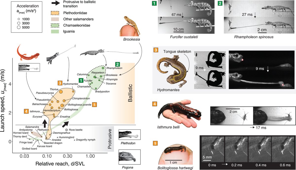 IUCNchameleons's tweet photo. Chameleons &amp; salamanders evolved a sliding-based linear actuator to launch the tongue via muscular squeezing of a tapered skeletal rod, contrasting with tendon-driven pulling mechanisms common in most musculoskeletal systems.
https://t.co/U9OA8NjfTr https://t.co/OVpiIJg2df