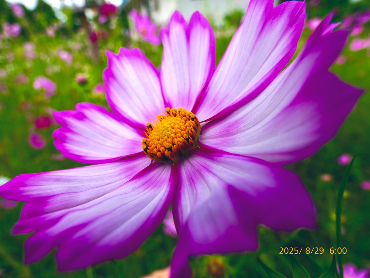 (コスモス様) コスモス×4つぼみ×1｜商品案内｜株式会社アスカ商会