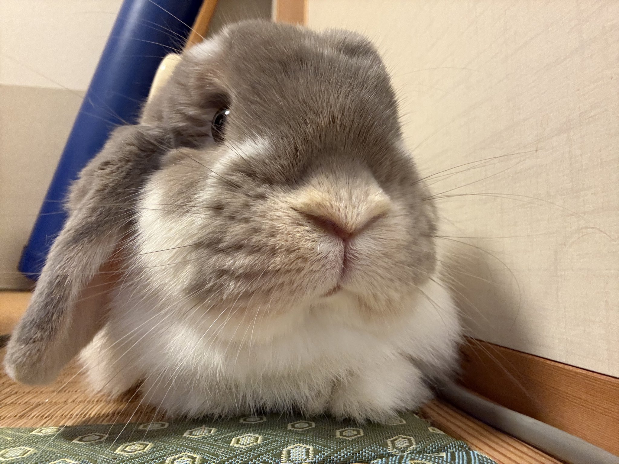 White Rabbit Fever 白兎熱 MAIJA TAMMIマイヤタミー うさぎのミミちゃん🐰 on X: 