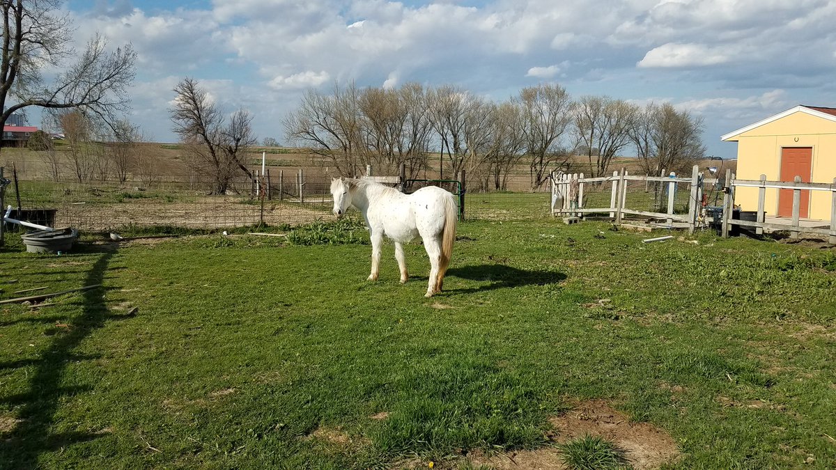 JBeyerink's tweet photo. @ColeTheBlackCat I've had many, but the most devastating was my soulmate horse Dottie. https://t.co/dp3c7YehDJ
