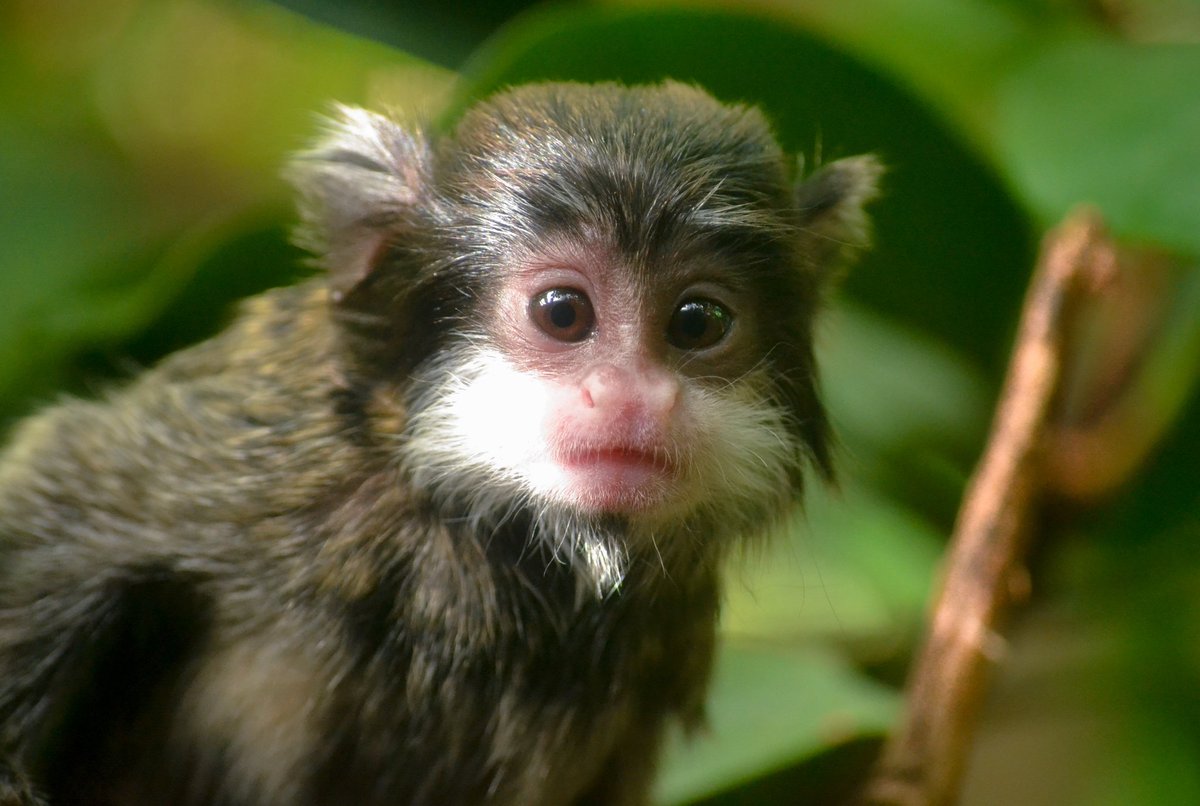 this might be the best photo ive gotten of one of the babies so far 🥺