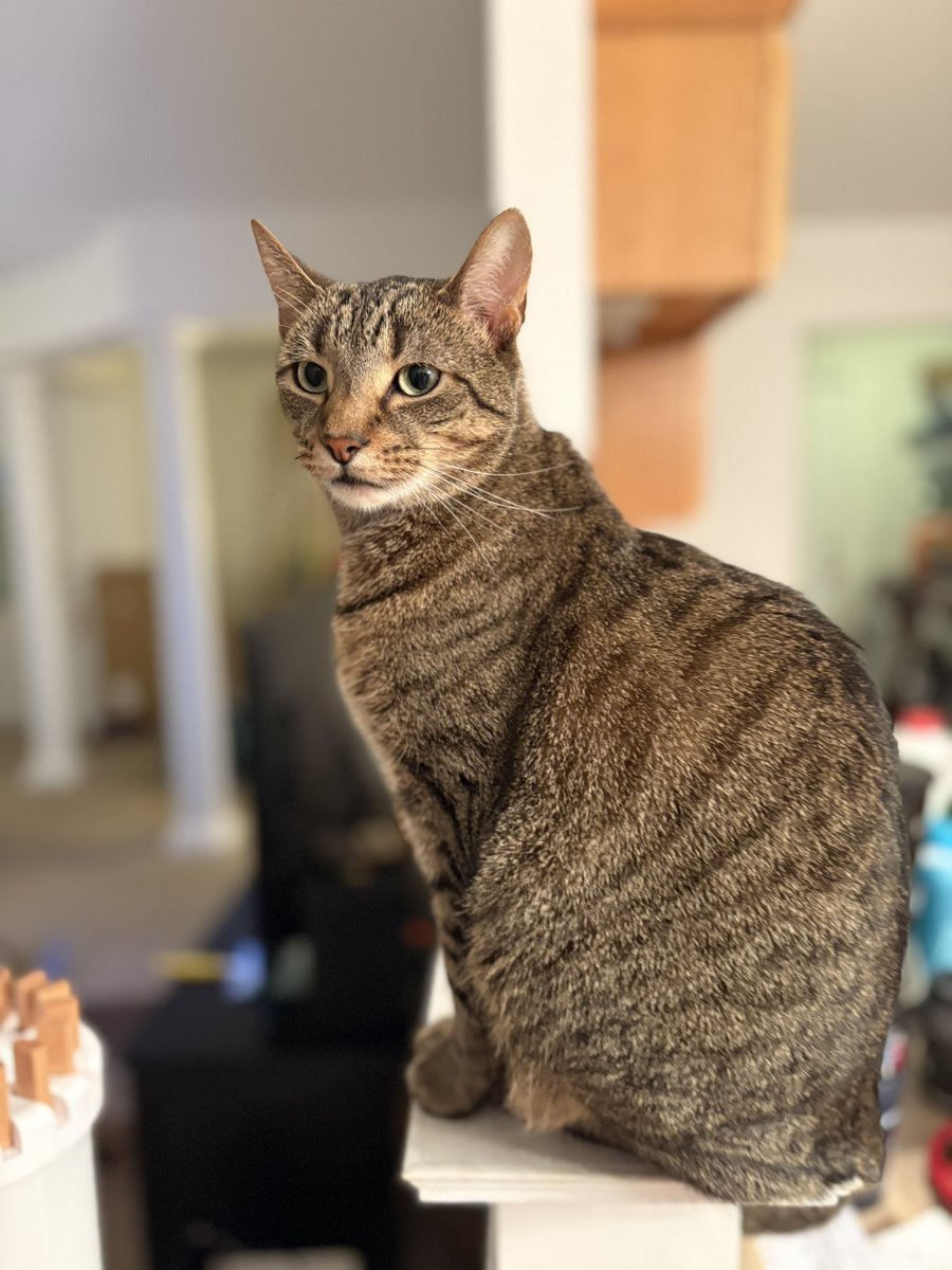 It’s the 5th anniversary of Leo’s “Gotcha Day”! He was just 14 ounces and had to be bottle fed back then. #tabbytroop #CatsOfTwitter #CatsOfX #gotcha