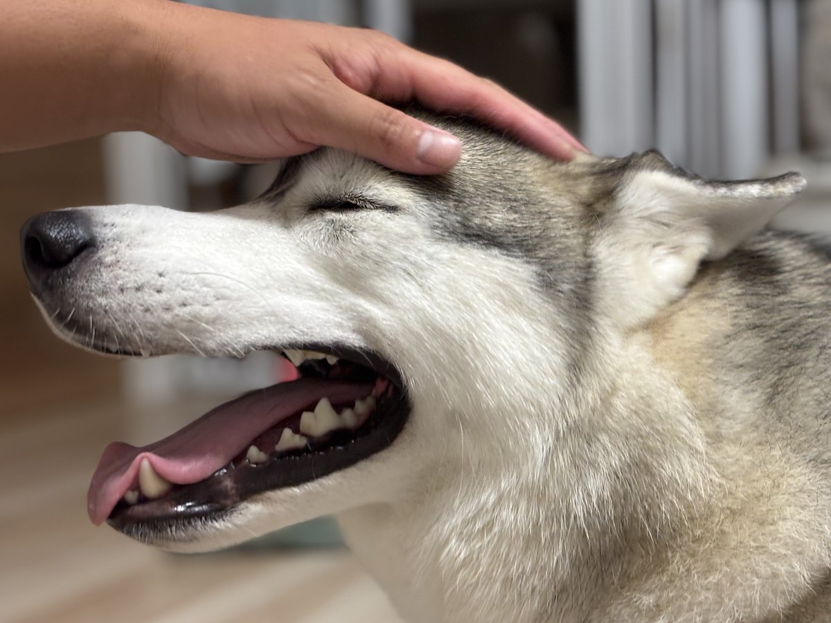 動物の“うれ耳”写真ください。

ちなみにうちの犬はこうです。