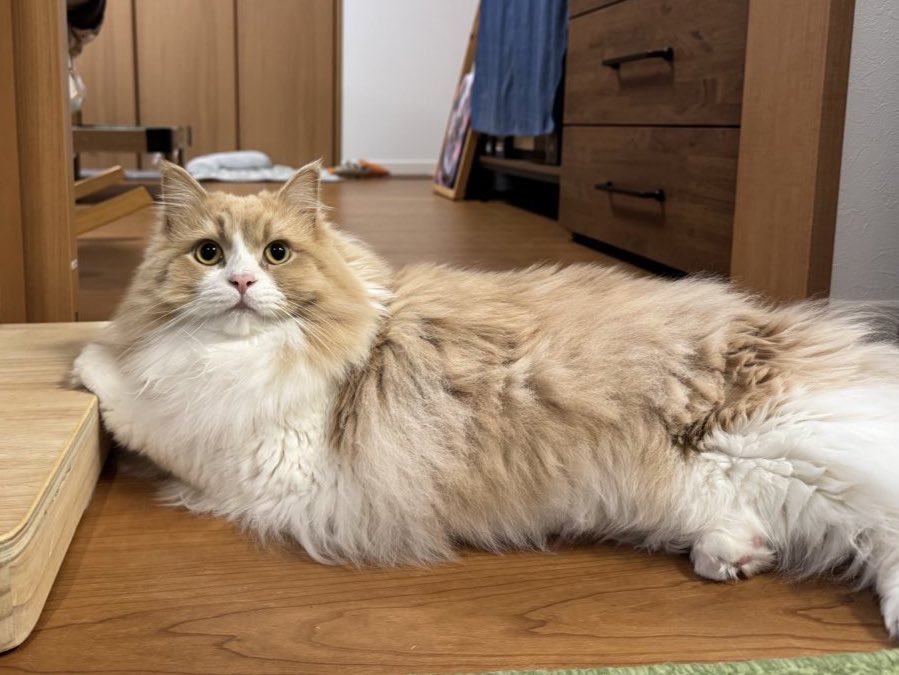 ロカくん、おはよー！
同居生活545日。

お、お手、お手て引っかけてる！？（動揺）
めちゃくちゃ可愛い🫶🧡

#サイベリアン
#猫のいる暮らし
#ねこ好きさんと繋がりたい