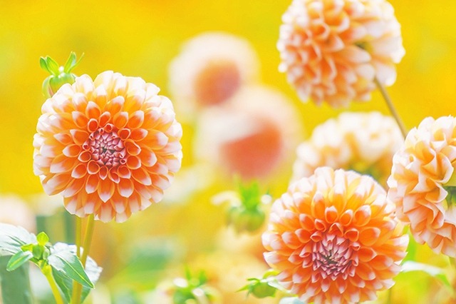 おはようございます。
今朝は「おくみどり」に癒されました！

寝ぼけてお茶っ葉多めになりました🎵濃～い仕上がりで、濃厚な甘味が沁みる～～😊🍃美味しい～🥰

余韻の甘味もキュ～ッと美味しい～朝茶時間でした✨

「川根茶｜鈴木茶苑さん」
【本日の１杯】今日もありがとう。