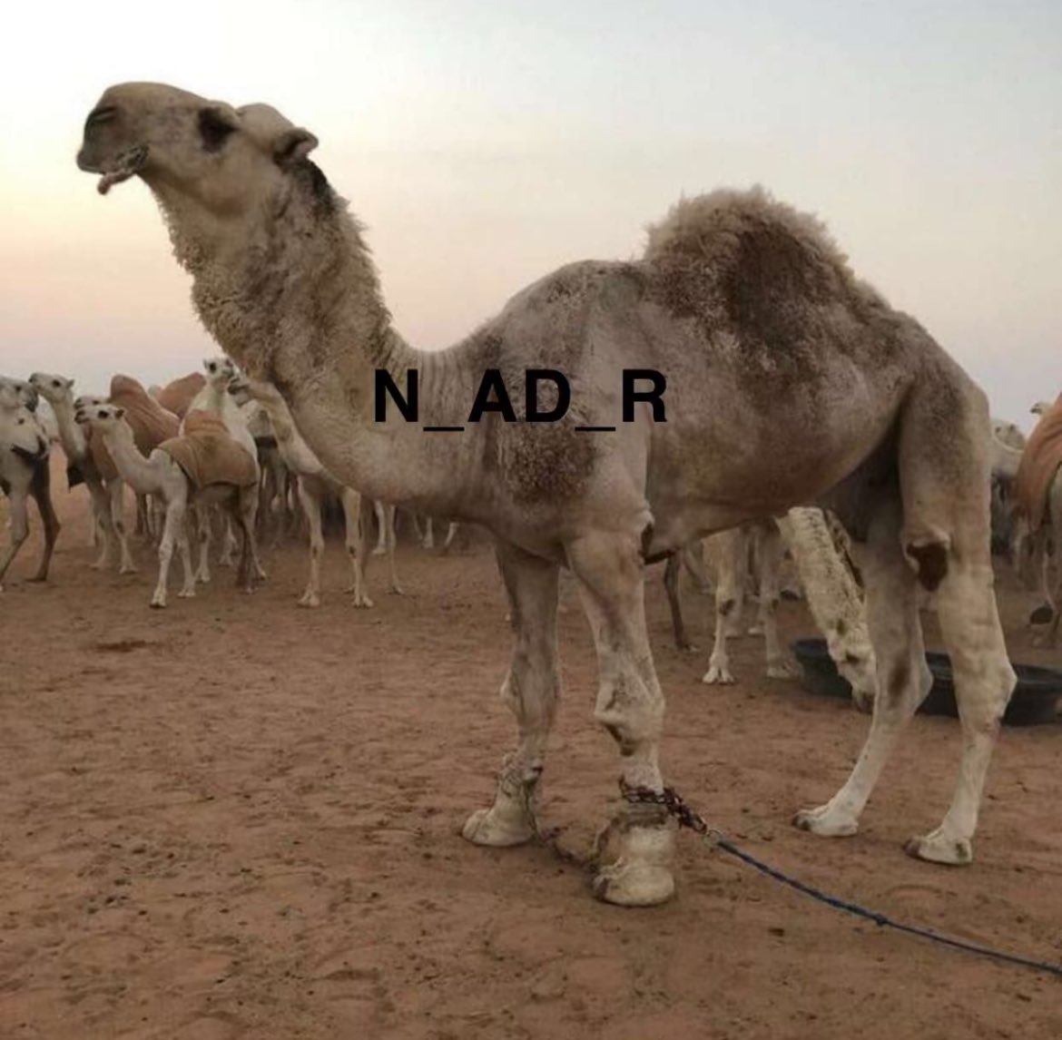 أرشيف هداج الثقفي .