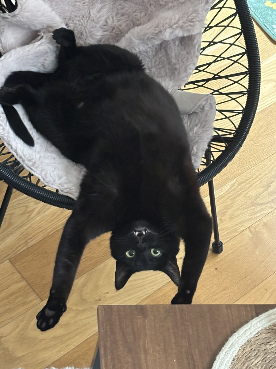 #sillycay looking for friends .. m nice.. don’t bite .. very cuddly.. pls…