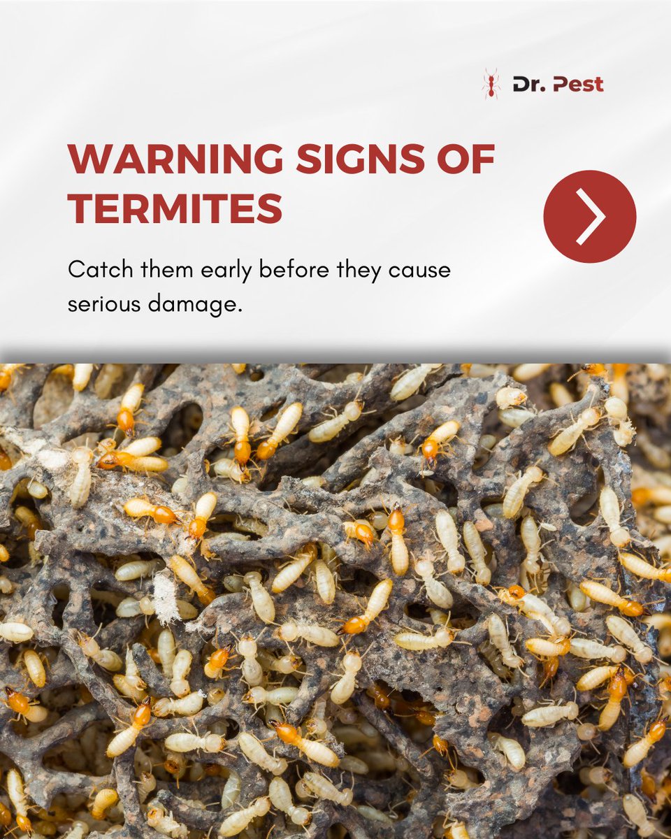 itsdoctorpest's tweet image. Don’t wait until it’s too late. Spotting wings, mud tubes, or hollow wood could mean termites are already inside.

Visit doctorpest.net  – link in bio

#drpest #termiteprotection #pestfreehome #termitesigns #homeprotection #termitecontrol