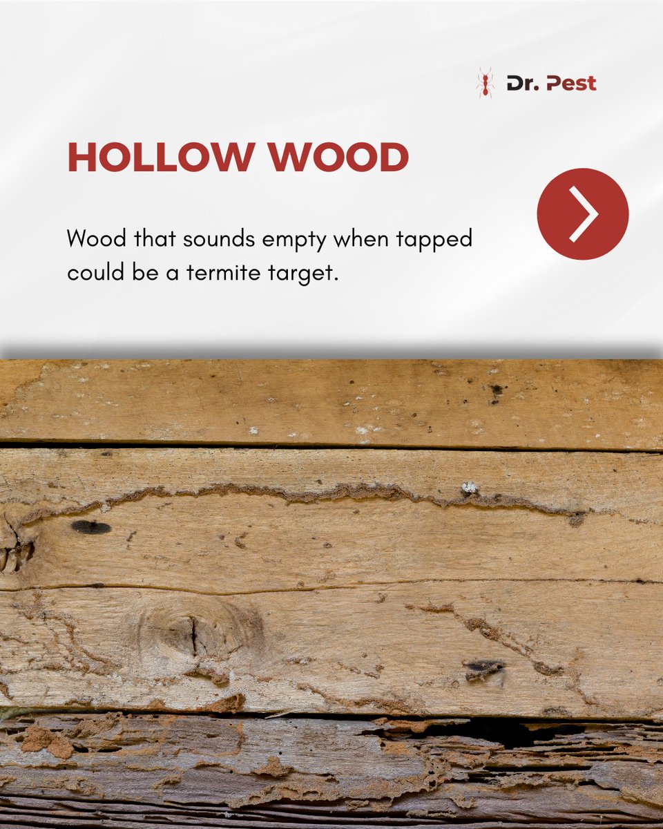 itsdoctorpest's tweet image. Don’t wait until it’s too late. Spotting wings, mud tubes, or hollow wood could mean termites are already inside.

Visit doctorpest.net  – link in bio

#drpest #termiteprotection #pestfreehome #termitesigns #homeprotection #termitecontrol