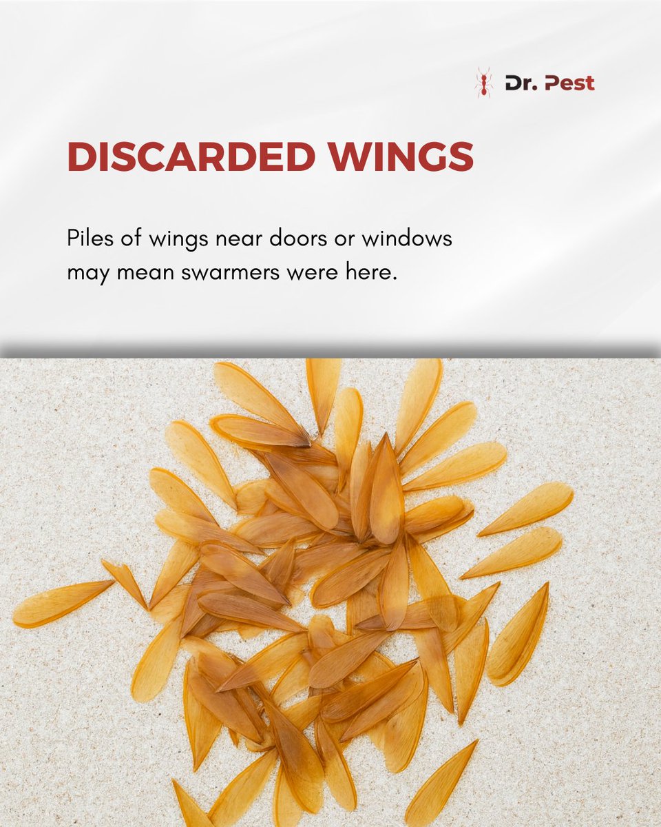 itsdoctorpest's tweet image. Don’t wait until it’s too late. Spotting wings, mud tubes, or hollow wood could mean termites are already inside.

Visit doctorpest.net  – link in bio

#drpest #termiteprotection #pestfreehome #termitesigns #homeprotection #termitecontrol