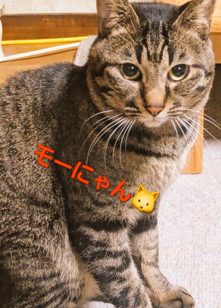 モーニング🌄です

この土日お仕事だから
　金曜日特有の高揚感が

　　　　　全くないのよねぇ…

#猫