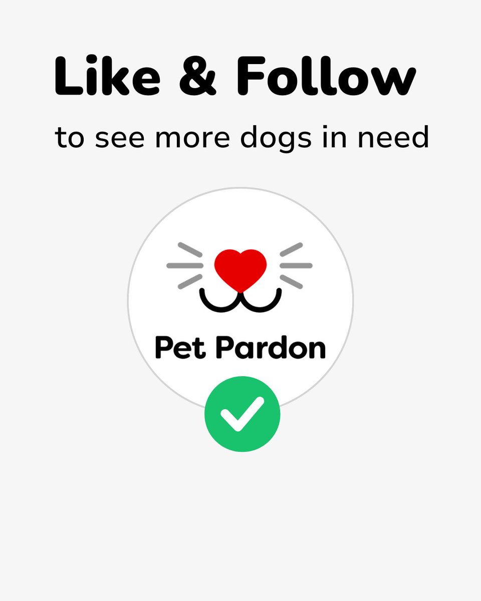 ❤️ Meet Moose ❤️
7 y/o Pug 🐾
Left the shelter with health issues but now all fixed up &amp; ready for love! Sweet, resilient, &amp; looking for a forever home in Long Beach, CA 🏡
Adopt: petfinder.com/dog/moose-7794…

#AdoptDontShop #DogRescue #CaliforniaDogs