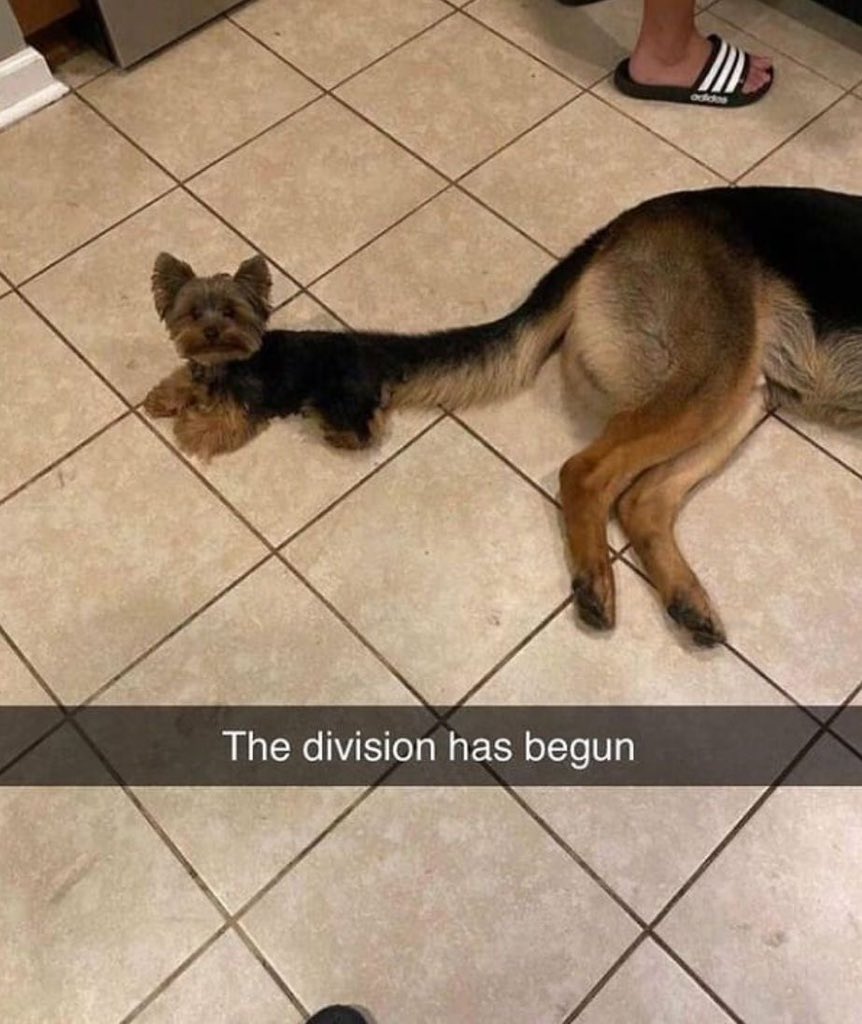 Puppies 🐶 (@puppiesiover) on Twitter photo 