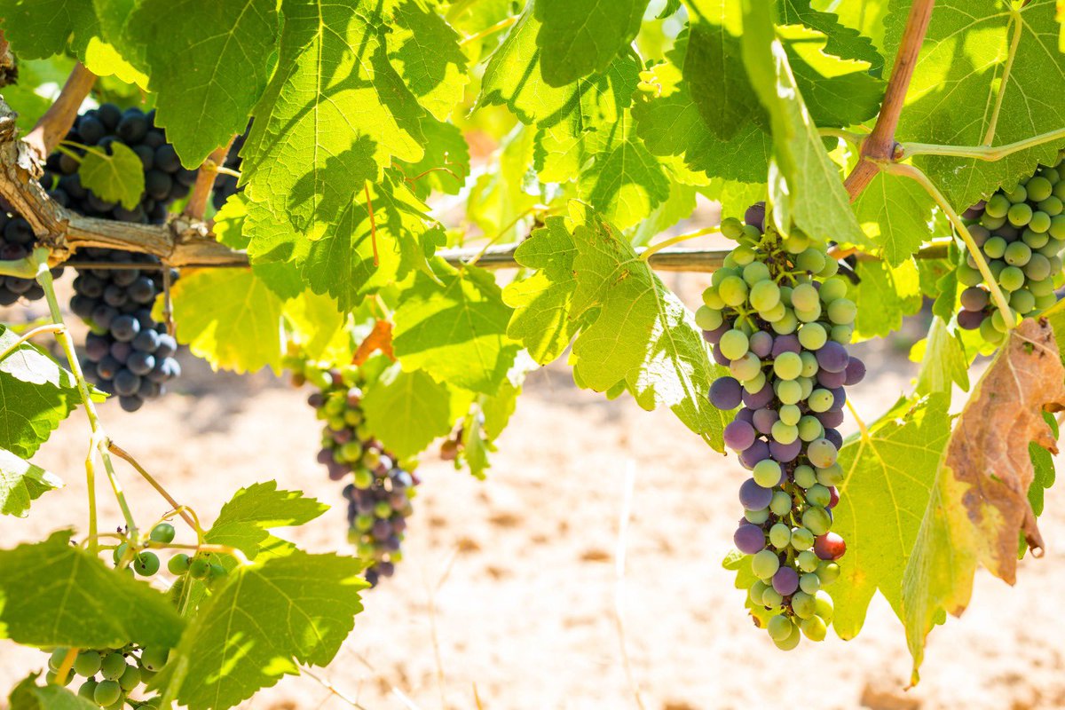 A principios de agosto, la naturaleza nos regala imágenes que emocionan.
La viña comienza a transformarse y poco a poco, los racimos cambian del verde intenso a tonos morados y violetas. A este instante tan especial lo llamamos Envero.

#Envero #Monastrell #Syrah