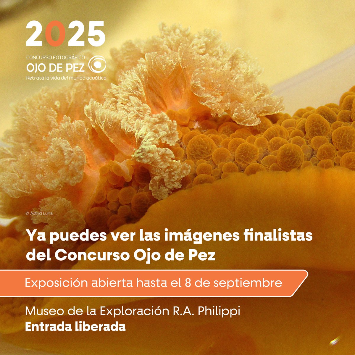 Centro IDEAL tweet media