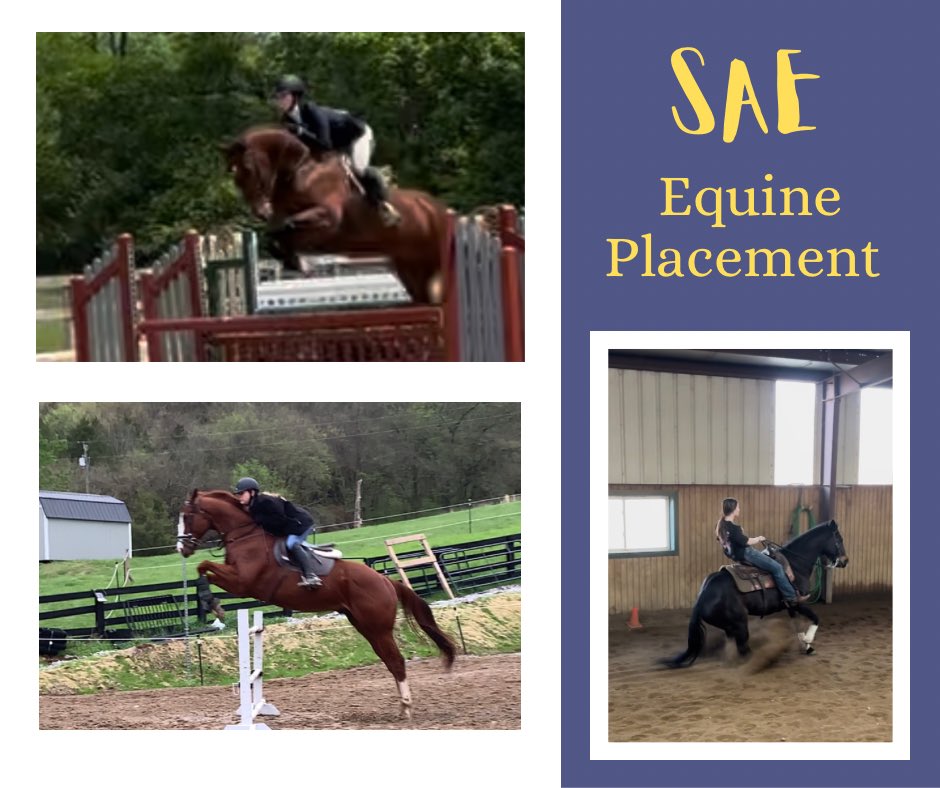 Page High FFA tweet media