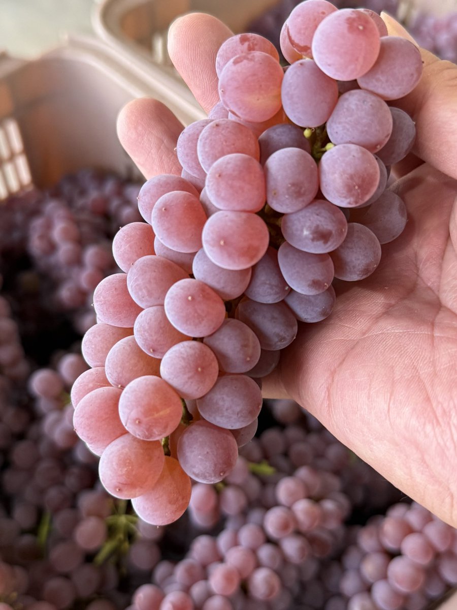 kusashio's tweet image. 8月29日（金）おはようございます。え、8月下旬にデラウェア？この時期まで収穫を遅らせました♪甘さ最高＼(^^)／デラウェアが大好きなお客様にオススメです。