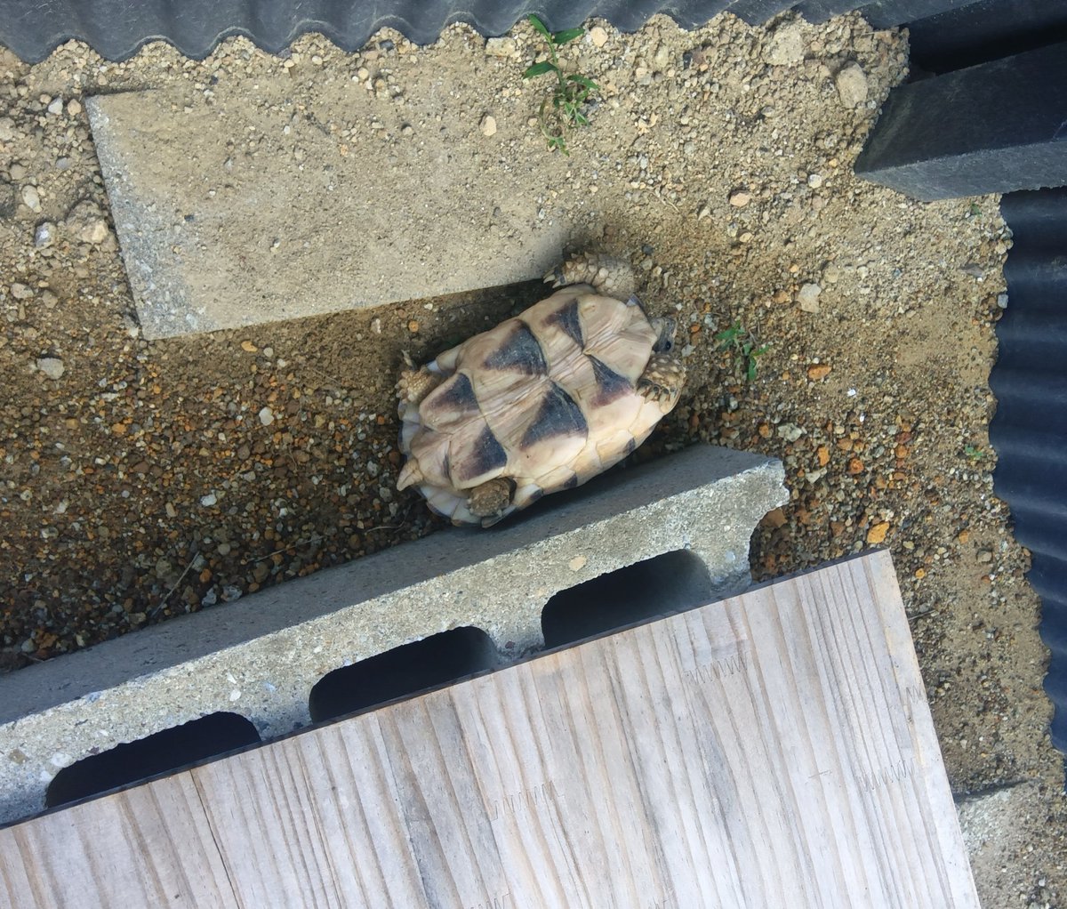 朝この状態だと流石に焦る
日中とかになってたらと思うとゾッとする