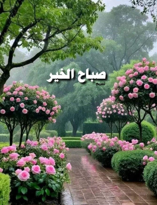 Nighat Yousafzay tweet media