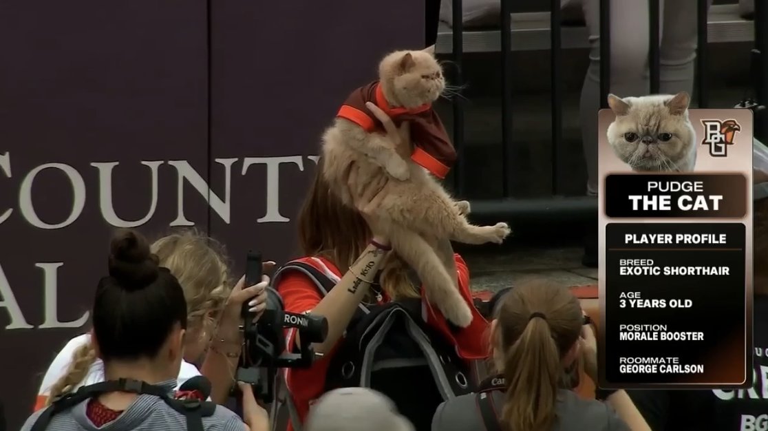 ALL RISE. 🐱

<a href="/BG_Football/">BGSU Football</a> | #MACtion