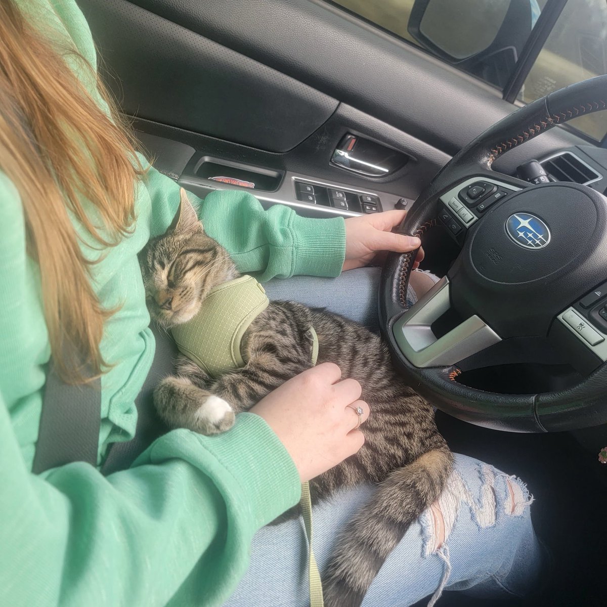 Meet Lunchbox our chemistry pet of the week. Lunchbox got his name from the place where his mother decided to have him and it completely fits his personality. Lunchbox comes from one of our Chem 201 students this semester. Good luck with classes and thanks for sharing.