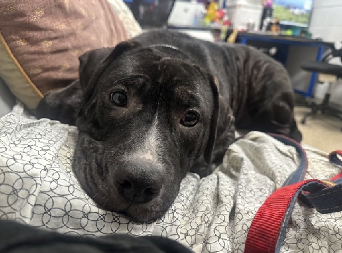 🐾3-y/o Agnes came in missing a ton of fur just days ago, owner told police they were no longer able to care for him. Very timid &amp; super scared/ trembling, staff had to use a lasso to remove him from his kennel. Has been on a walk where he hid behind the handler; inside he hid