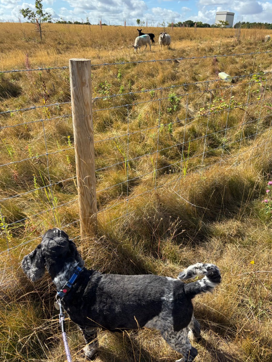 Walking-n-Wagging 🐾🐾 tweet media