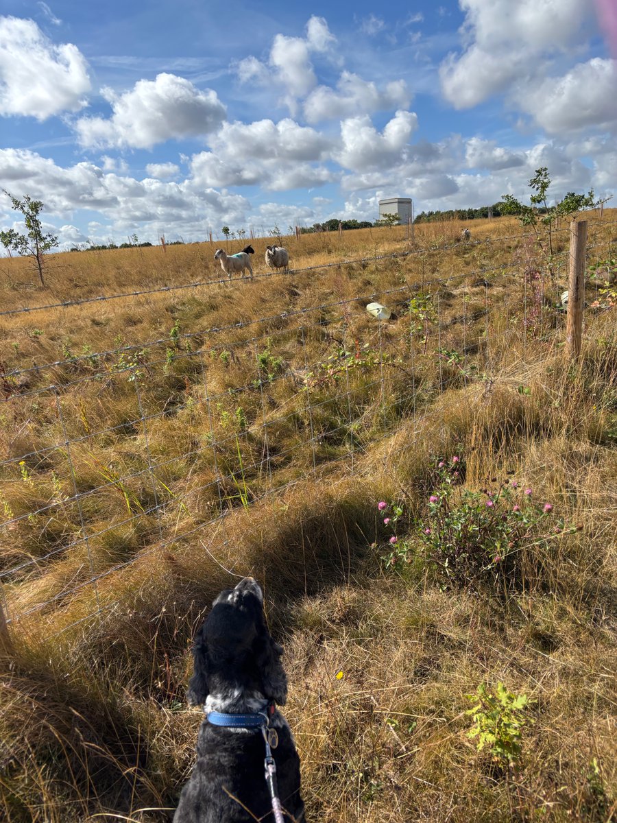 Walking-n-Wagging 🐾🐾 tweet media