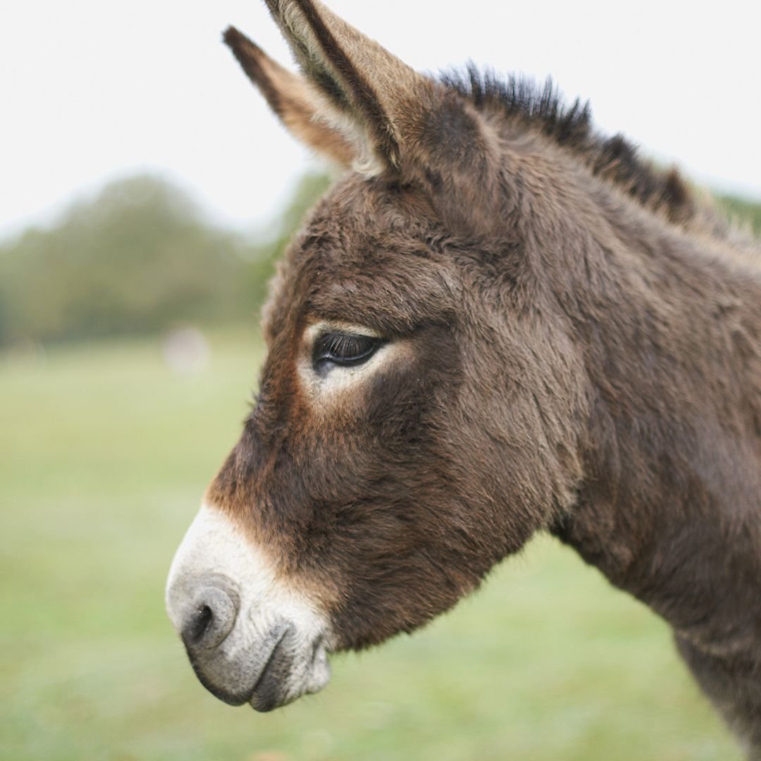 CryptOtherOne's tweet image. OK!
JUST CHANGED MY PFP TO GOAT USING $GOATIFY
IF THIS IS NOT 1M SOON I'M CHANGING MY PFP TO THIS FOR A WEEK!
#praying