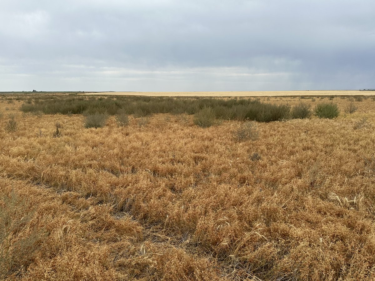 Will Van Roessel tweet media