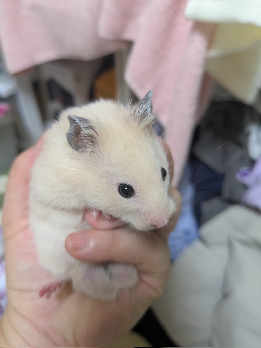 ぽんぽんちー (@JG7nuGai44Us05z) / Posts / X