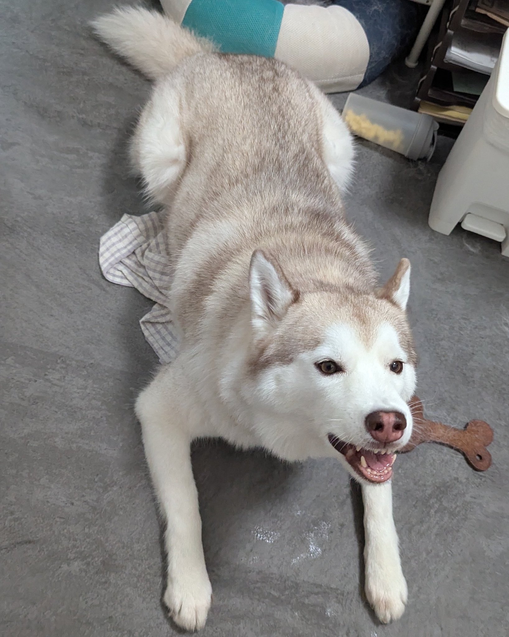 超激レア■_HUSKY VOICE_ハスキーボイス_九州パンク_ソノシート_新品 ハスキー🐺おもち on X: 