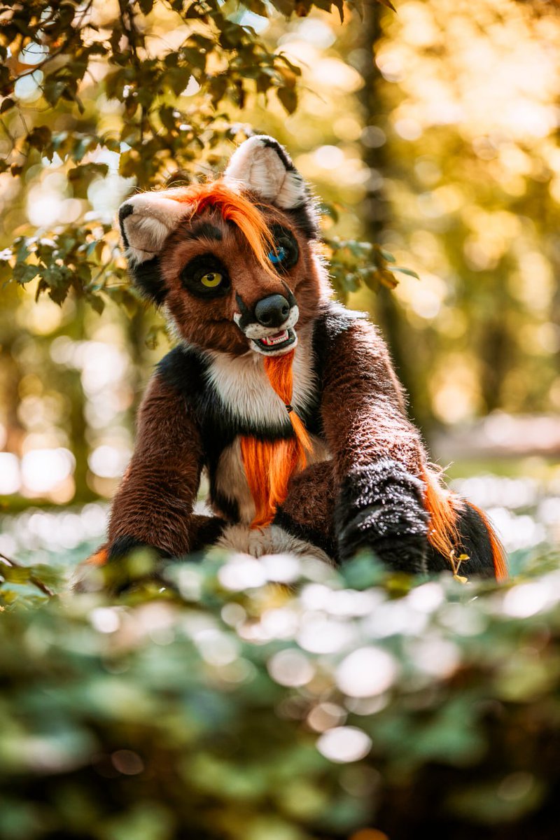 Rough Łapa tweet media