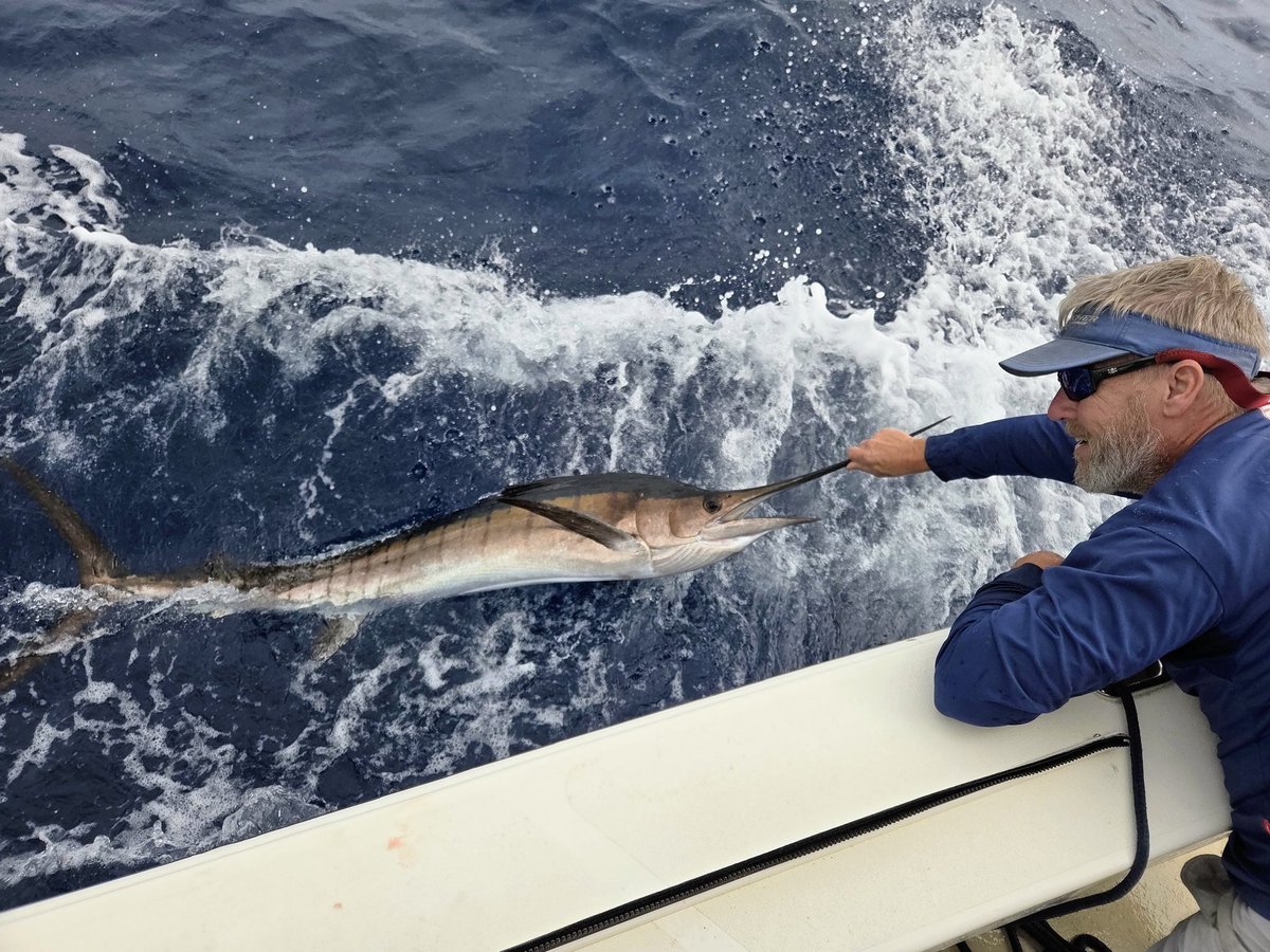 FishingStatus's tweet image. Had some fun catching Sailfish off Hatteras today. #fishing #sailfish #billfish #hatteras