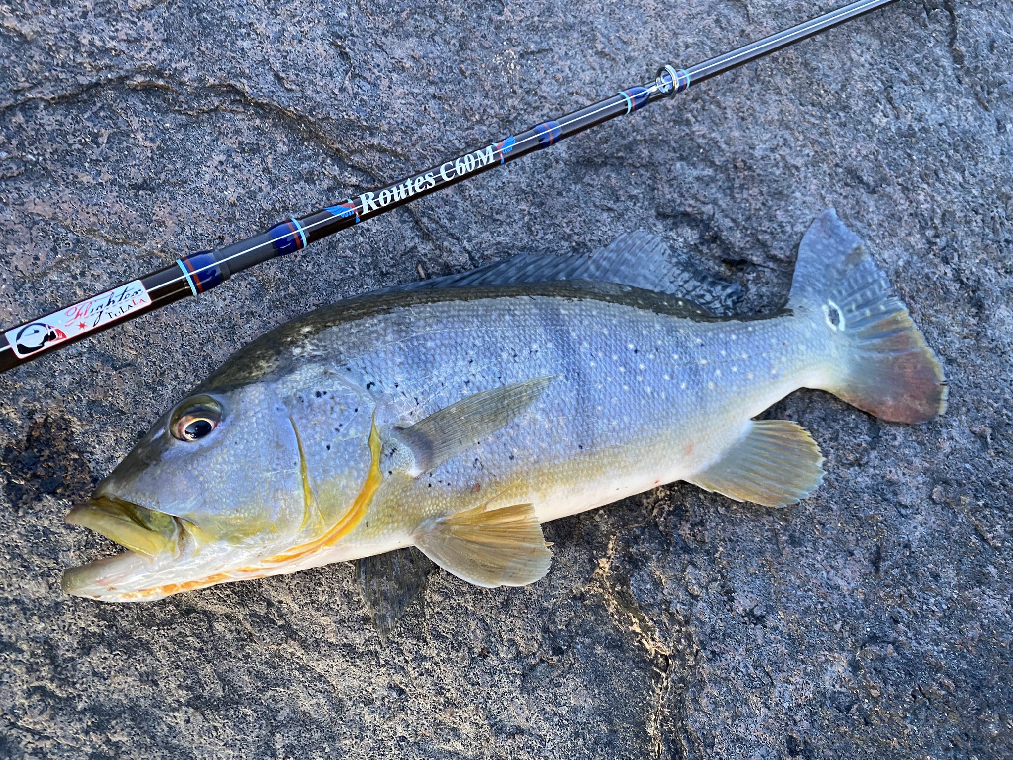 23FLIGHTEX アウトドア・釣り・旅行用品 ツララ ルーツ C60M