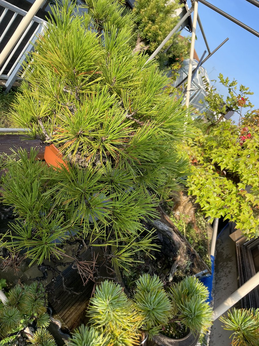 s*r様 フォロワー100人記念　サービスオークション3日目　黒松　古い　樹高 s*r様 フォロワー100人記念 サービスオークション3日目 黒松