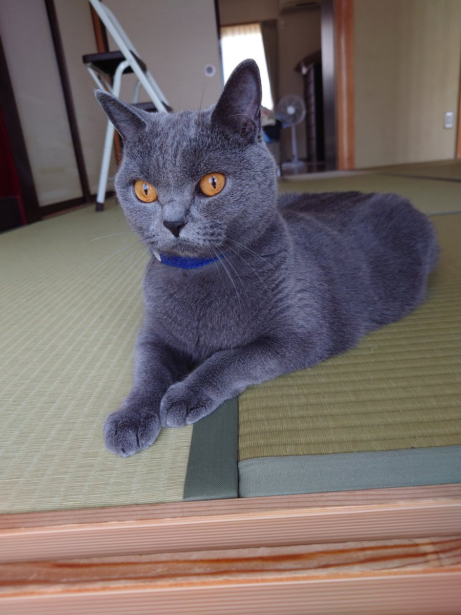 おはようございます。
今週ももう少し、頑張りましょう。
#ブリティッシュショートヘア 
#猫のいる暮らし