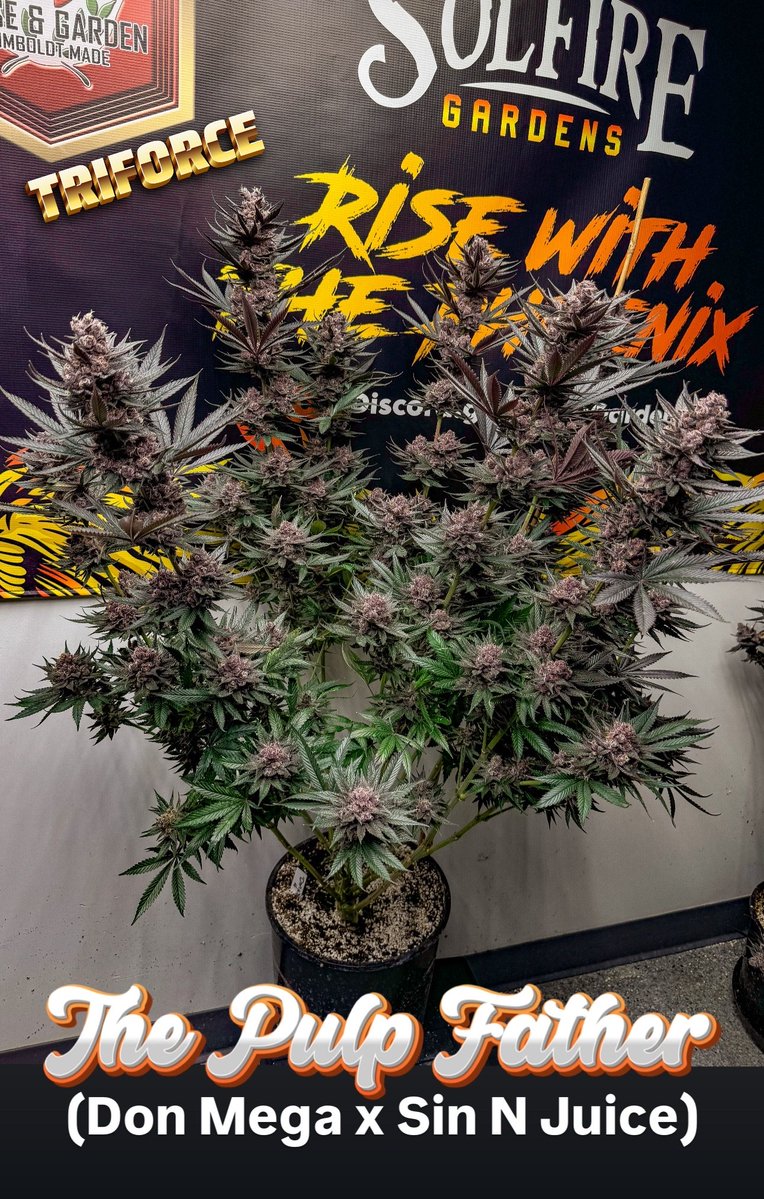 Good Morning !!! ☕️👋🏽 Here's one of my favorites.
"The Pulp Father" (Don Mega x Sin n' Juice)🍊🧟‍♂️

flowered her at just under my knee in a 3 gal pot... 325+ grams harvested, loved every minute of growing this beast.. you will too.🧡

solfiregardens.com

#SolfireGardens
