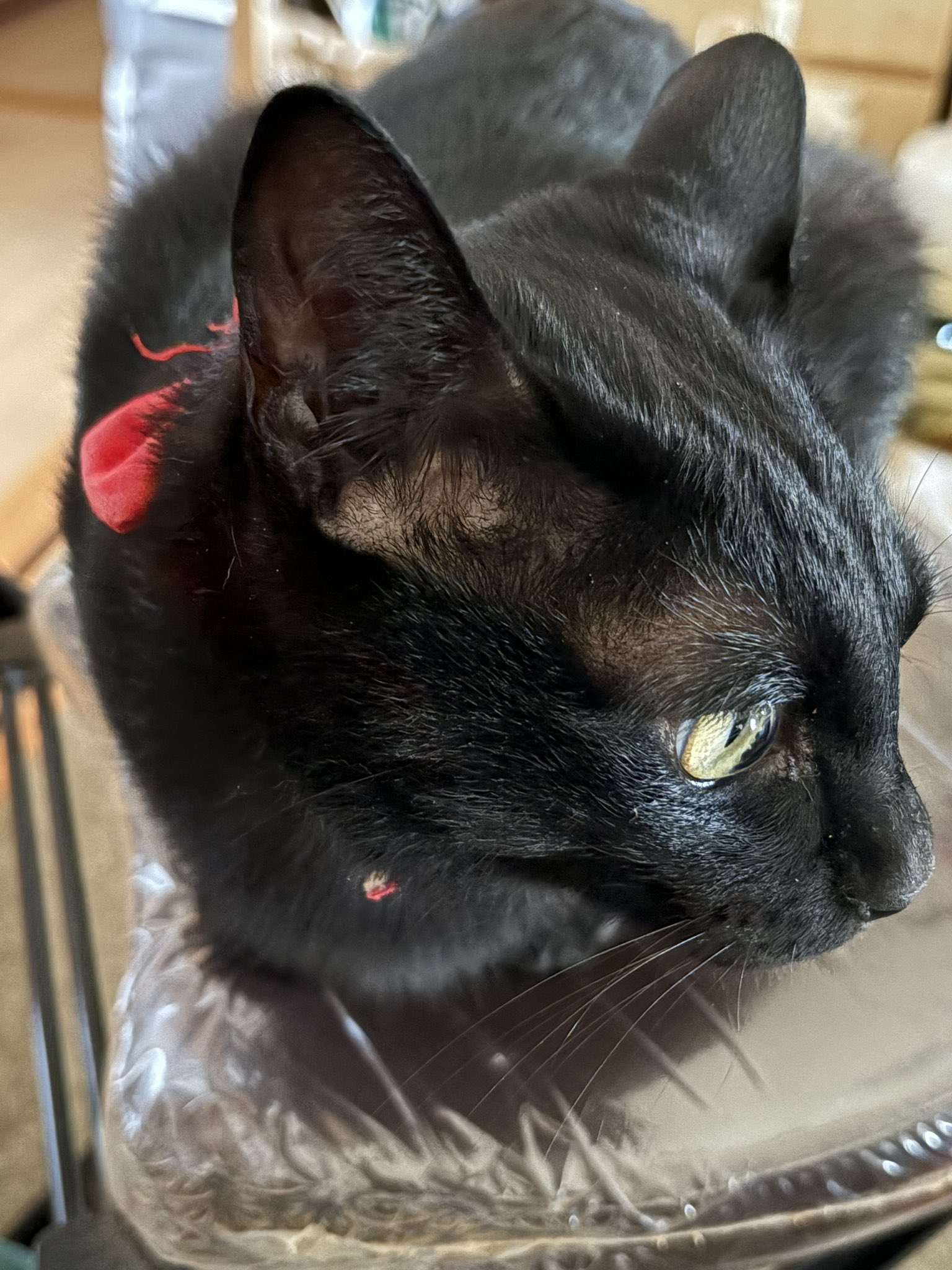 黒猫ノア🐈‍⬛ on X: 