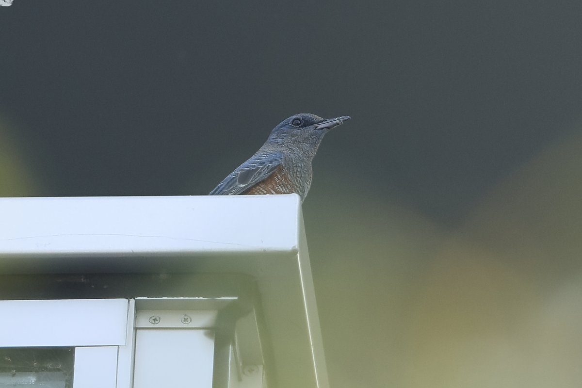 猛暑に響く #イソヒヨドリ の美声。

global.canon/ja/environment…