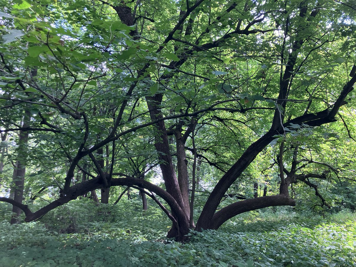 Ignisfox1's tweet image. Quiet walk around 

#minnesota #mnsummer #summer #getoutside