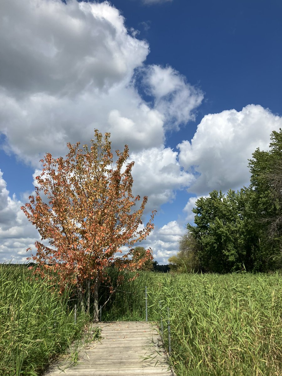 Ignisfox1's tweet image. Quiet walk around 

#minnesota #mnsummer #summer #getoutside